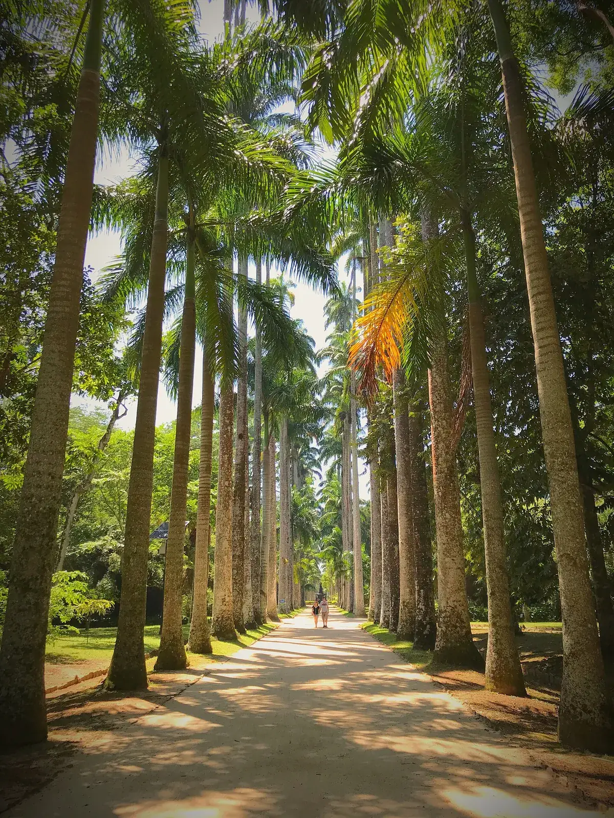 Avenue of imperial palms at the Jardim Bot&acirc;nico